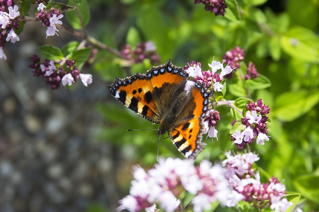 Free download butterfly close up blossoms free picture to be edited with GIMP free online image editor