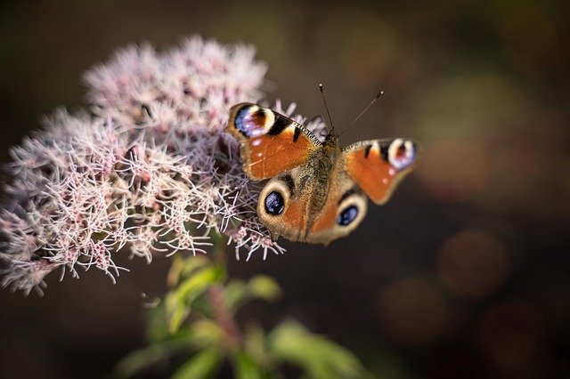 Free download Butterfly Close Up Peacock -  free photo or picture to be edited with GIMP online image editor