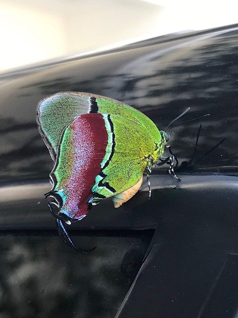 Muat turun percuma Butterfly Color Nature - foto atau gambar percuma untuk diedit dengan editor imej dalam talian GIMP