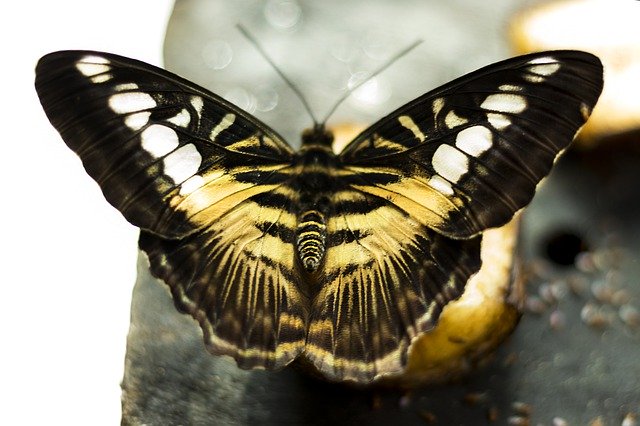 Descarga gratuita Butterfly Colors Insect: foto o imagen gratuita para editar con el editor de imágenes en línea GIMP