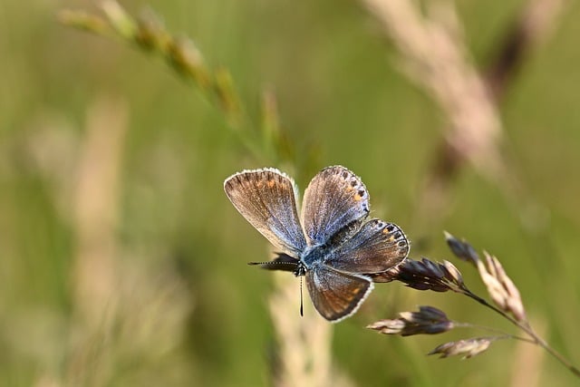 Free download butterfly common blue meadow free picture to be edited with GIMP free online image editor