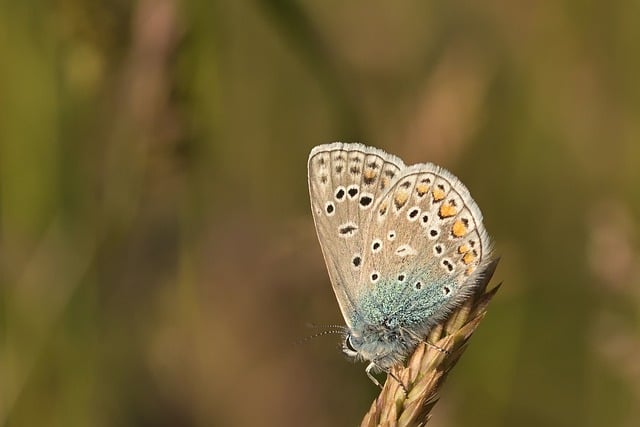Free download butterfly common blue meadow summer free picture to be edited with GIMP free online image editor