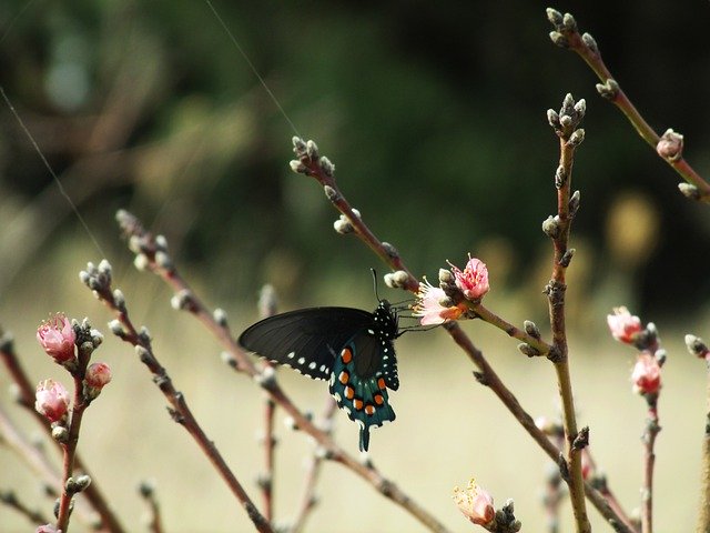 Butterfly Detail を無料ダウンロード - GIMP オンライン画像エディターで編集できる無料の写真または画像