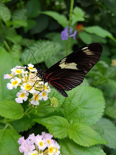 Gratis download Butterfly Doris Falter Heliconius gratis fotosjabloon om te bewerken met GIMP online afbeeldingseditor