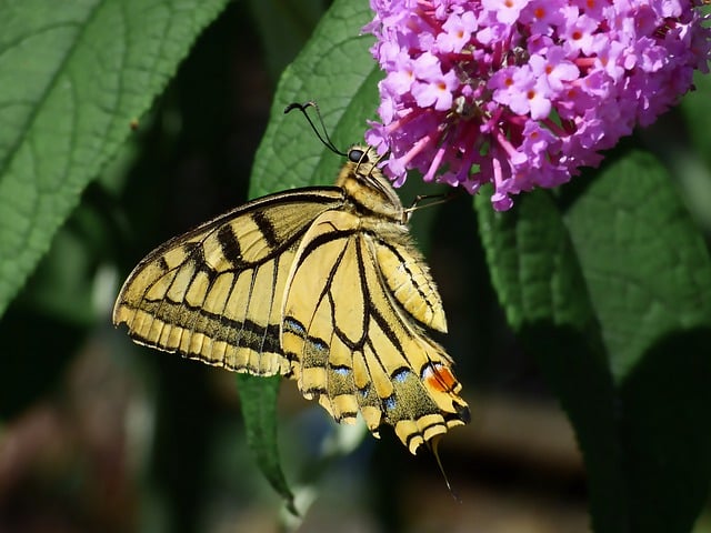 Free download butterfly dovetail insect nature free picture to be edited with GIMP free online image editor