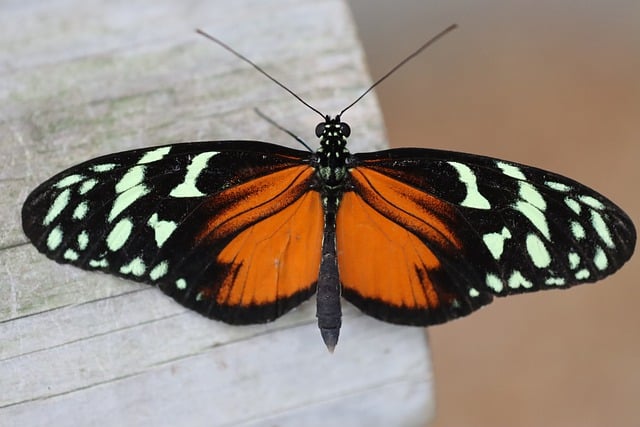 Free download butterfly drexel insect free picture to be edited with GIMP free online image editor