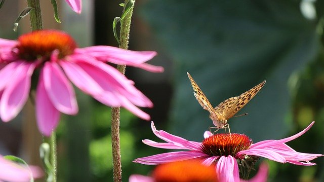 Muat turun percuma Butterfly Echinacea Summer - foto atau gambar percuma untuk diedit dengan editor imej dalam talian GIMP