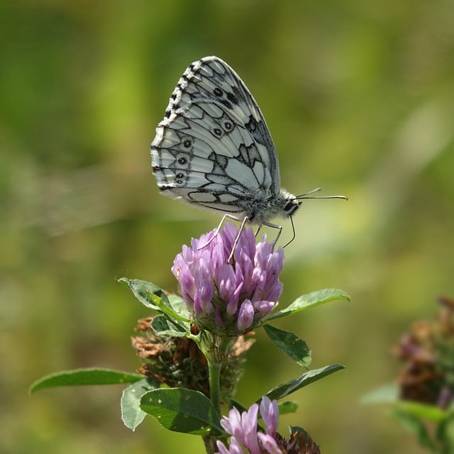 Free download butterfly edelfalter butterflies free picture to be edited with GIMP free online image editor