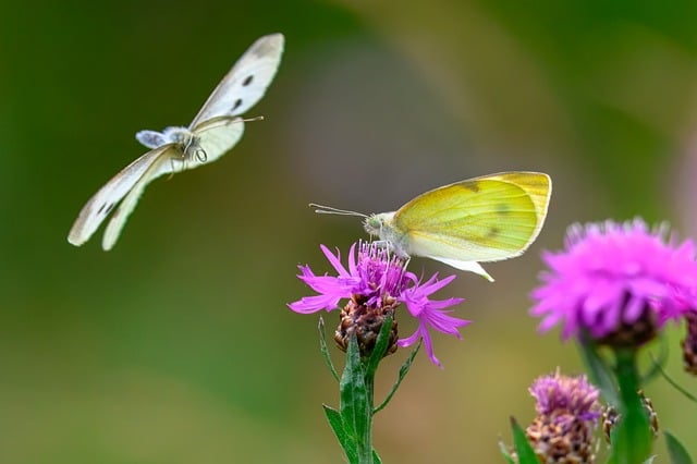 Free download butterfly edelfalter insect wing free picture to be edited with GIMP free online image editor