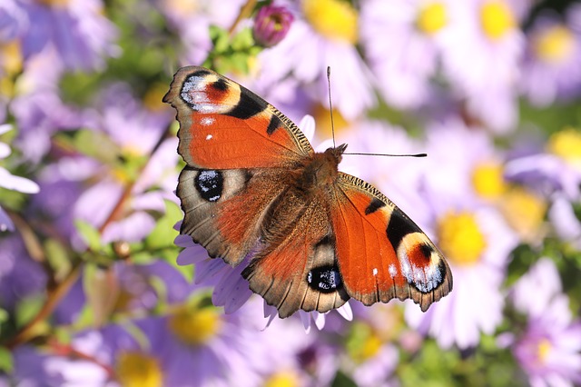 Free download butterfly european peacock free picture to be edited with GIMP free online image editor