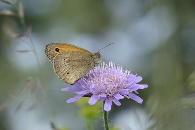 Free download butterfly eye butterfly edelfalter free picture to be edited with GIMP free online image editor