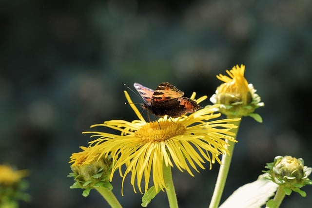Free download butterfly flower alant blossom free picture to be edited with GIMP free online image editor