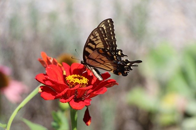 Unduh gratis Butterfly Flower Animal - foto atau gambar gratis untuk diedit dengan editor gambar online GIMP