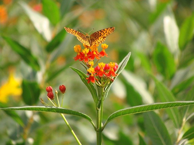 Free download Butterfly Flower Ants -  free photo or picture to be edited with GIMP online image editor