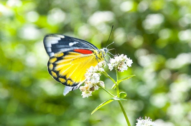 Download gratuito Butterfly Flower Blossom - foto o immagine gratuita da modificare con l'editor di immagini online di GIMP