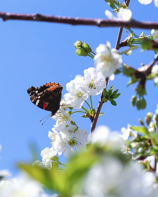 Free download butterfly flower blossom white free picture to be edited with GIMP free online image editor