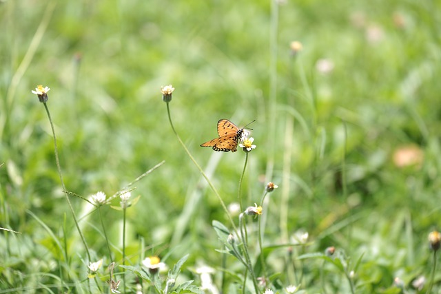 Free download butterfly flower buds grass garden free picture to be edited with GIMP free online image editor