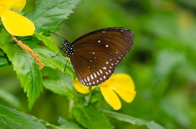 Descărcare gratuită șablon foto gratuit Butterfly Flower Bug pentru a fi editat cu editorul de imagini online GIMP