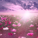 Butterfly flower field  screen for extension Chrome web store in OffiDocs Chromium