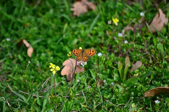 Bezpłatne pobieranie Butterfly Flower Green - bezpłatne zdjęcie lub obraz do edycji za pomocą internetowego edytora obrazów GIMP