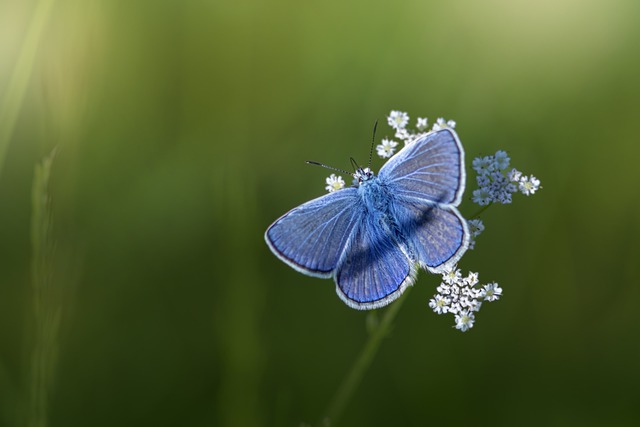 Free download Butterfly Flower Insect -  free free photo or picture to be edited with GIMP online image editor