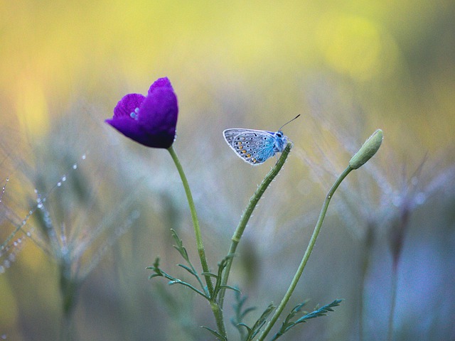 Free download butterfly flower insect bug wings free picture to be edited with GIMP free online image editor