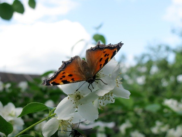 Download gratuito di Butterfly Flower Jasmine: foto o immagine gratuita da modificare con l'editor di immagini online GIMP
