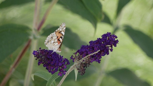 ดาวน์โหลดฟรี Butterfly Flower Nature Close - ภาพถ่ายฟรีหรือรูปภาพที่จะแก้ไขด้วยโปรแกรมแก้ไขรูปภาพออนไลน์ GIMP