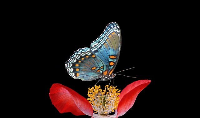 Free download butterfly flower nature pollination free picture to be edited with GIMP free online image editor