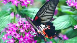 Free download Butterfly Flower Nectar free video to be edited with OpenShot online video editor