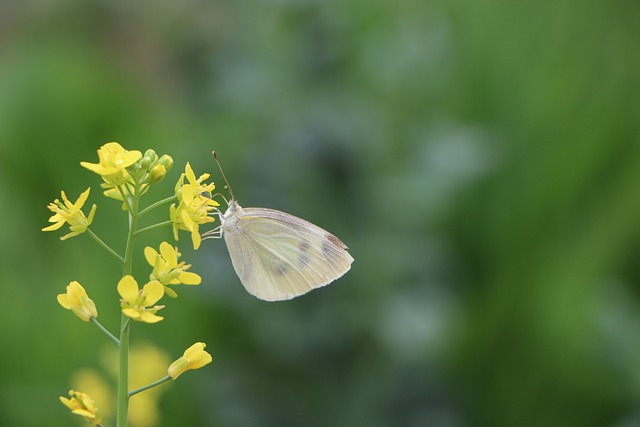 Free download butterfly flower plant pollen free picture to be edited with GIMP free online image editor