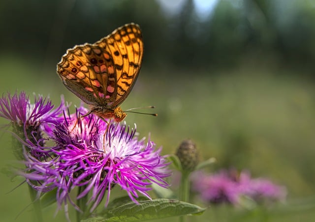 Бесплатно скачать бабочку цветок опылять бесплатно изображение для редактирования с помощью бесплатного онлайн-редактора изображений GIMP