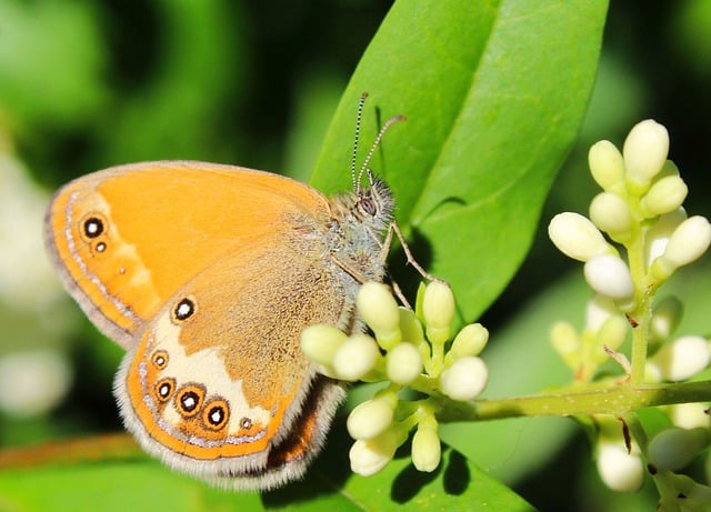 Scarica gratuitamente l'immagine gratuita del giardino di impollinazione dei fiori di farfalla da modificare con l'editor di immagini online gratuito di GIMP