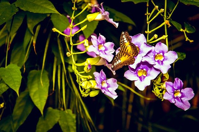 Free picture Butterfly Flower Purple -  to be edited by GIMP free image editor by OffiDocs