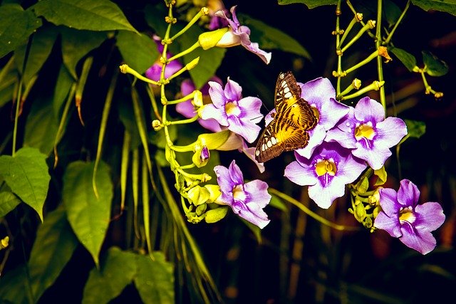 Bezpłatne pobieranie Butterfly Flower Purple - darmowe zdjęcie lub obraz do edycji za pomocą internetowego edytora obrazów GIMP