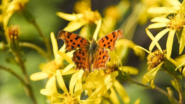 Free download Butterfly Flowers Animal -  free photo or picture to be edited with GIMP online image editor