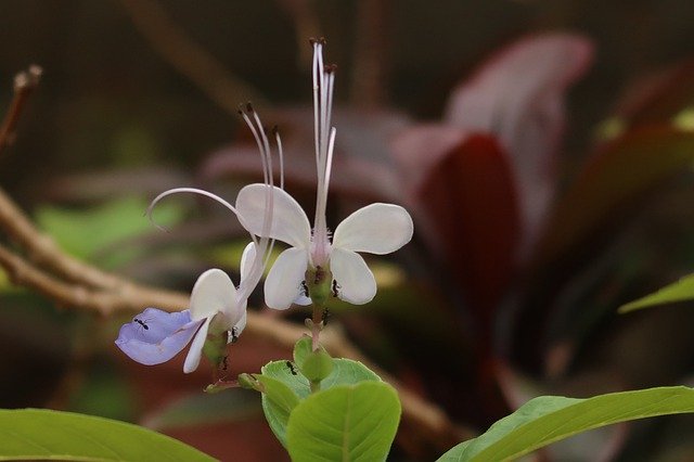 Template Photo Butterfly-Flowers Ants Blossom -  for OffiDocs