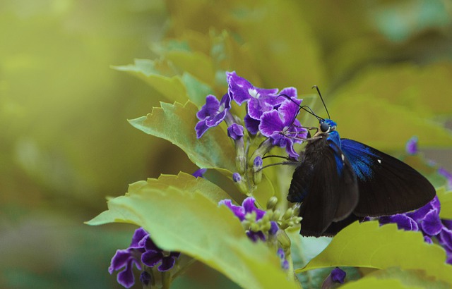تنزيل مجاني لصورة زهور الفراشة بألوان الطبيعة مجانًا ليتم تحريرها باستخدام محرر الصور المجاني على الإنترنت من GIMP
