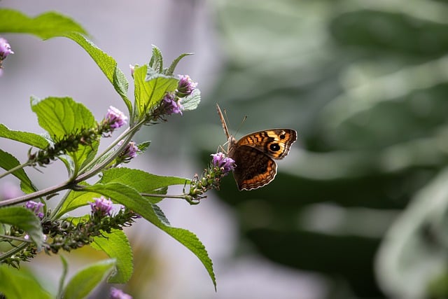 Free download butterfly flowers insect fauna free picture to be edited with GIMP free online image editor