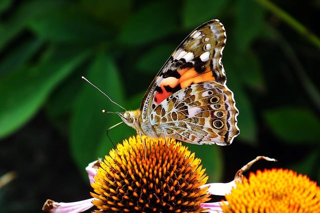 Free download butterfly flowers insect garden free picture to be edited with GIMP free online image editor