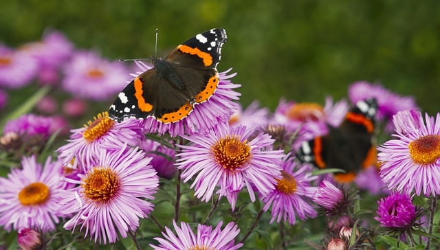Free download butterfly flowers insects floral free picture to be edited with GIMP free online image editor