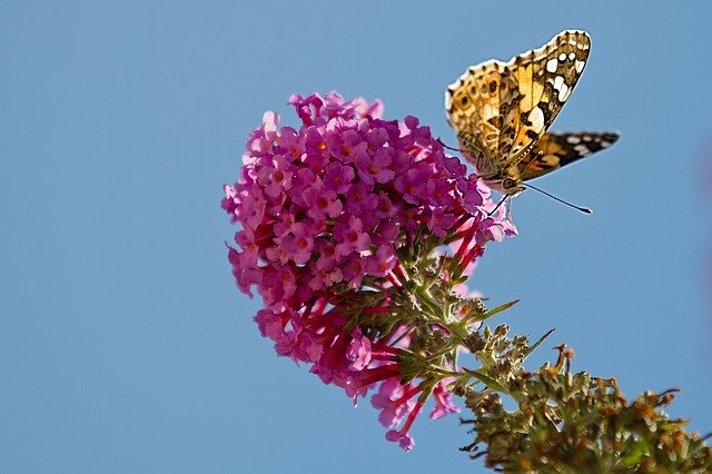 Безкоштовно завантажте Butterfly Flower Sky – безкоштовну фотографію чи зображення для редагування за допомогою онлайн-редактора зображень GIMP