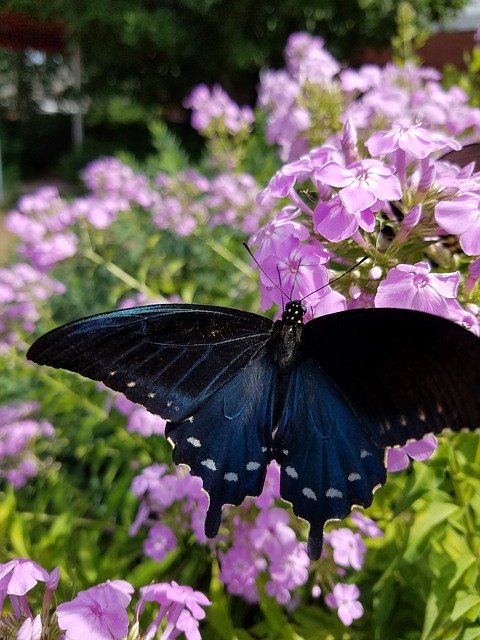 Free download Butterfly Flowers Nature -  free photo or picture to be edited with GIMP online image editor