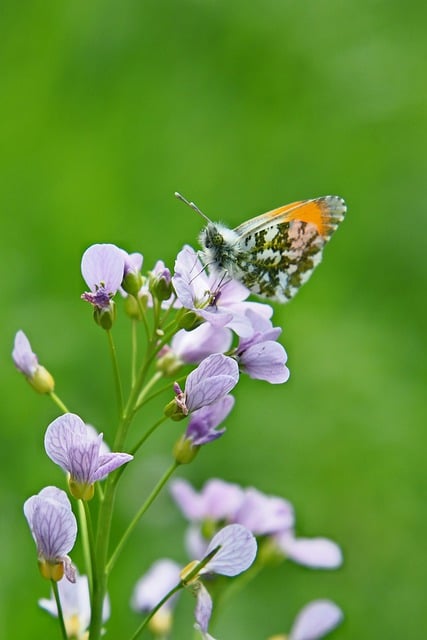Free download butterfly flower spring pollinate free picture to be edited with GIMP free online image editor