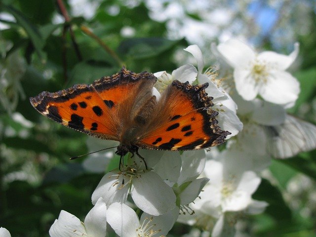 ดาวน์โหลดฟรี Butterfly Flower Summer - รูปถ่ายหรือรูปภาพฟรีที่จะแก้ไขด้วยโปรแกรมแก้ไขรูปภาพออนไลน์ GIMP