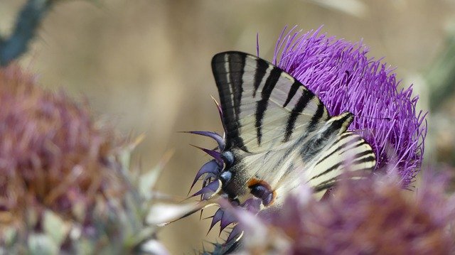 Free download Butterfly Flower Thistle -  free photo or picture to be edited with GIMP online image editor