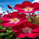 butterfly flower wallpaper  screen for extension Chrome web store in OffiDocs Chromium