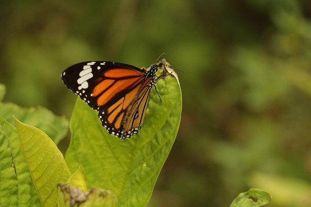 Butterfly Fly Away Colourful Green