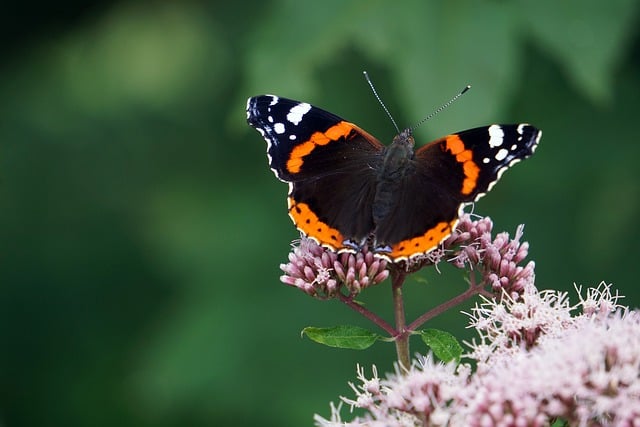 Free download butterfly fly flying insect nature free picture to be edited with GIMP free online image editor