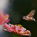 Butterfly flying  screen for extension Chrome web store in OffiDocs Chromium